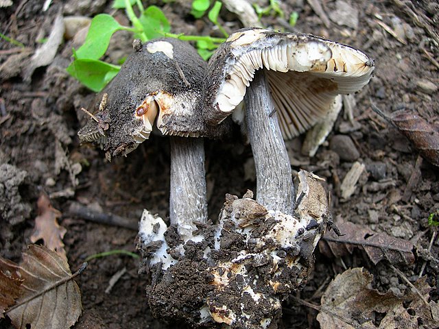 Volvariella  terrea  sp.nov.